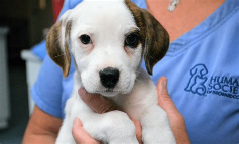 Humane society of broward county adoption - It’s National Adopt a Shelter Pet Day Adoption Fees 1/2 Price for Animals 6 Months & Older Saturday, April 30, 2022 The Humane Society of Broward County 2070 Griffin Road Fort Lauderdale, FL 33312. Event Details: In honor of Adopt a Shelter Pet Day, the Humane Society will be offering ½ price adoption fees for pets six months of age …